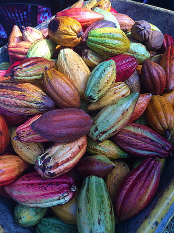 bunch of cacaos, cocoa pods, chocolate pods, fresh, cacao, fruit, nature, pod, chocolate, cocoa, natural