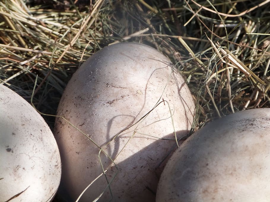 mute swan eggs, eggs, bird watching, wildlife, birding, avian, egg, birds