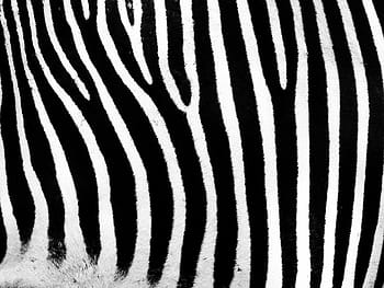 zaostřovací fotografie, zebra, pruhy, bar, Černá, bílý, pruhovaný, vzor, Černá barva, Černý a bílý, zvíře