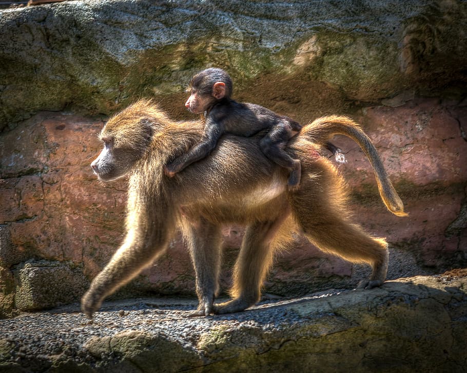 photography, female, monkey, carrying, baby, zoo, baboon, primate, wildlife, nature, ape