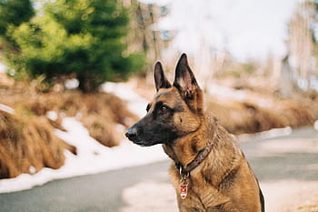 selective, focus photo, adult german shepherd, sitting, roadway, german, shepherd, pet, animal, friend, security