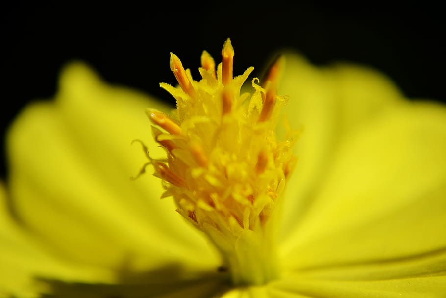 flower, center of a flower, nature, summer, close-up, blossom, sri lanka, mawanella, ceylon
