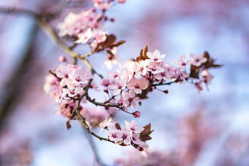 flores de primavera rosadas, rosa, flores de primavera, flores, flora, cielo azul, floreciente, primavera, flor, ramita, rama