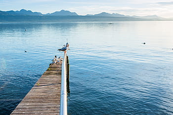 ptáci molo jezero voda, ptáků, molo, jezero, voda, zvířat, Příroda, moře, venku, klidné scény, nebe