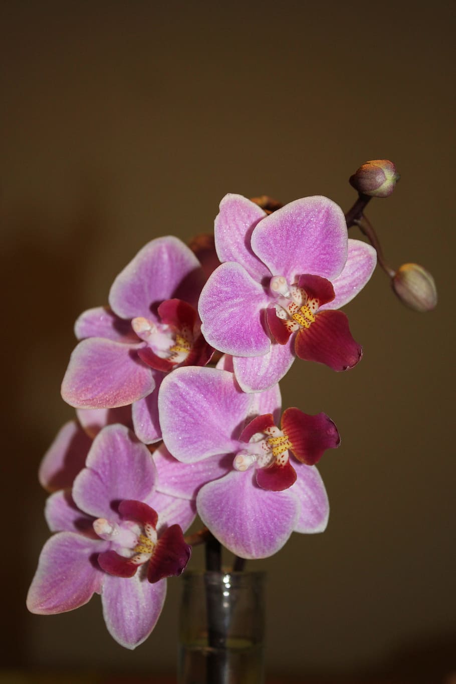 květ, Příroda, rostlina, tropický, květiny, orchidee, květenství