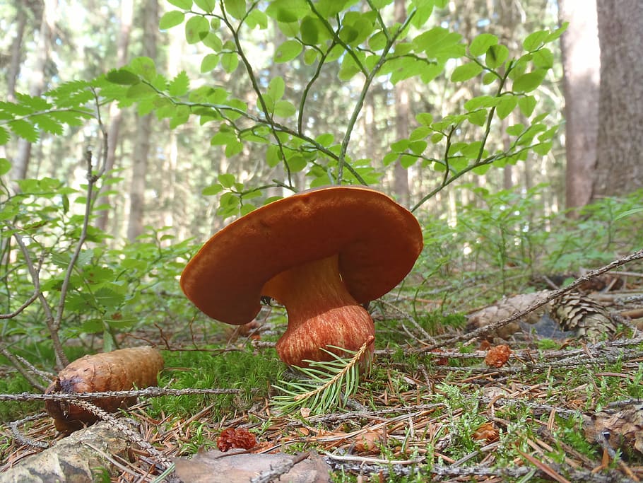 houba, hřib, houbaření, jídlo, Příroda, les, podzim, jedlá houba, cepe, svěžest, zeleniny