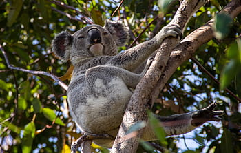 koala, bear, australia, queensland, marsupial, wild, tree, rainforest