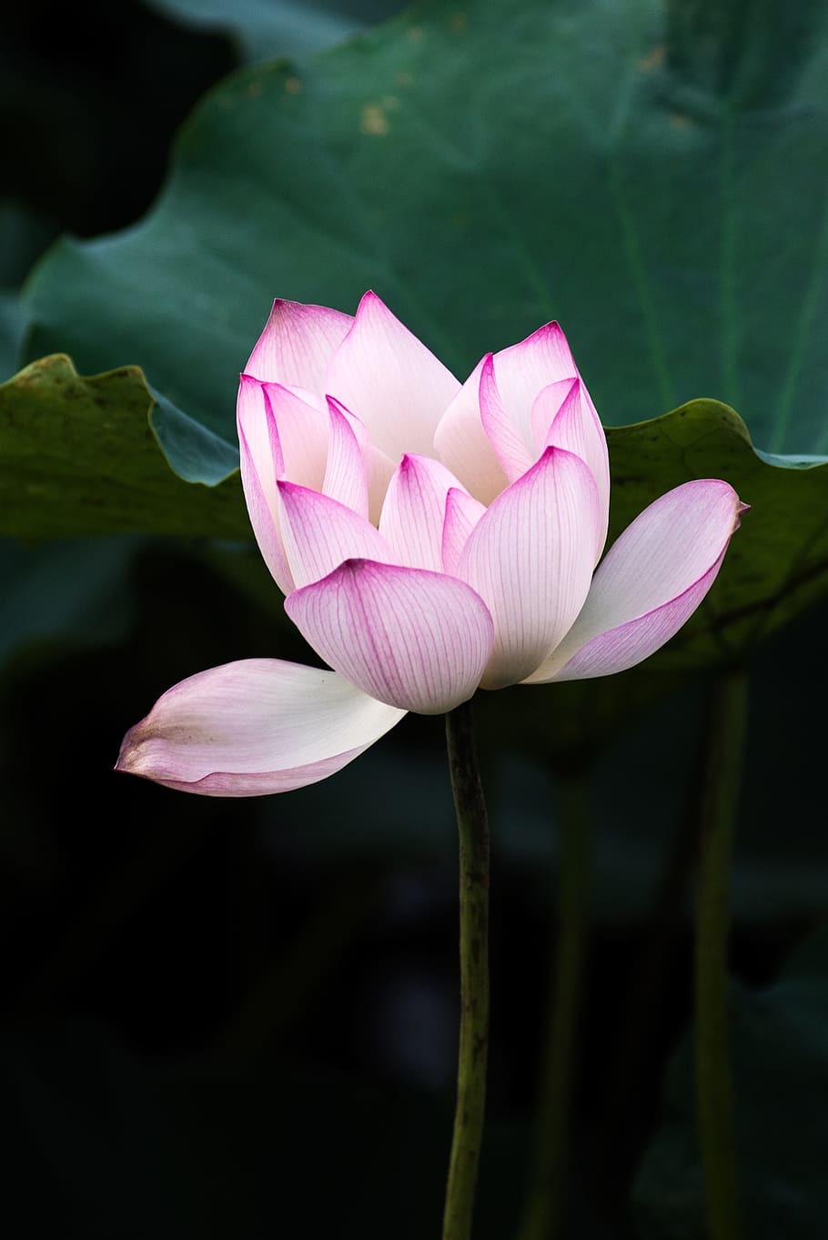 Teratai, Kanton, musim panas, air Lily, lotus Water Lily, alam, tanaman, kolam, daun bunga, Warna pink, bunga