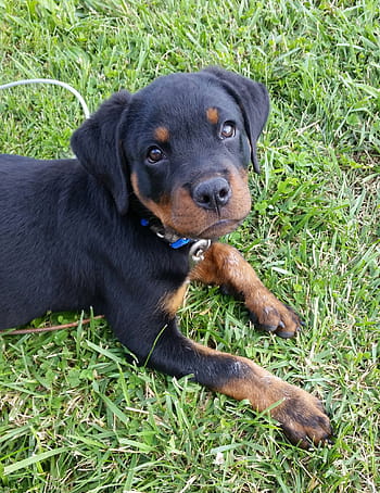 rottweiler, cucciolo, cane, animale domestico, animale, bambino, carina, canino, di razza, ritratto, erba