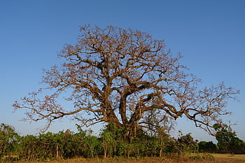 tree, old, heritage, flower, shimul, bombax ceiba, cotton tree, red silk-cotton, red cotton tree, silk-cotton, kapok
