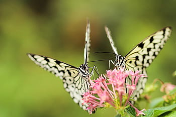 dva, žluto-černé motýly, posazený, růžový, ixora květiny, motýl, mol, hmyz, makro, zblízka, nektar