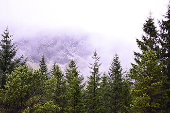 Island, les, zelená, zelená, borovice, borovice, les, zelená, krajina, hory, jehličnatý, strom, nikdo