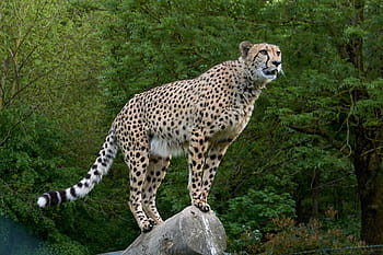 hnědý, Černá, leopard, stojící, šedá, dřevo log, Gepard, dravec, Afrika, kočka, velká kočka