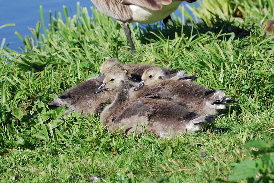 oche del Canada, branta canadensis, paperi, uccelli acquatici, pulcini, uccello, erba, giorno, temi animali, all'aperto, fauna selvatica