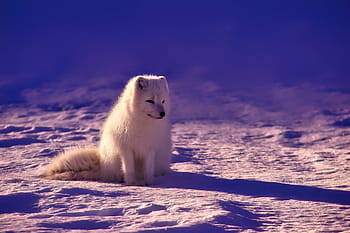 weißer Wolf, Norwegen, Fuchs, Arktis, Tier, Tierwelt, Schnee, Winter, Landschaft, süß, wunderschönen
