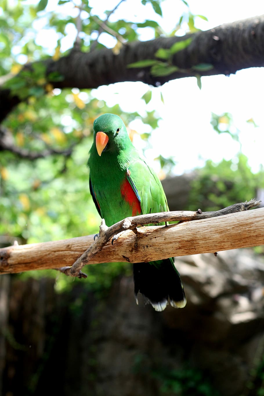 Parrot, Everland, Greenness, new, one animal, perching, tree, animal wildlife, branch