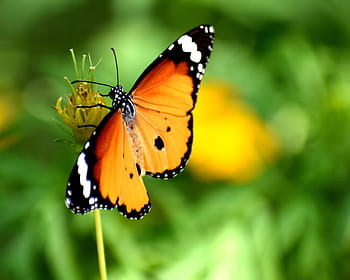 harimau, bergaris-garis, kupu-kupu, bertengger, kuning, fotografi close-up bunga, alam, musim panas, musim semi, warna-warni, bunga