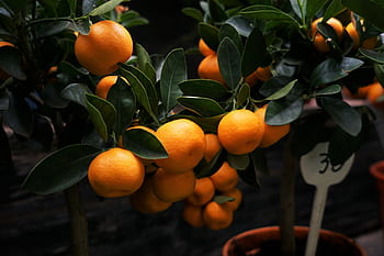 nature, plants, fruits, shrubs, citrus, oranges, potted, stems, leaves, green, still