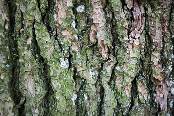 bark tree forest, Closeup, Bark, Tree, Forest, nature, tree Trunk, backgrounds, pattern, woodland, wood - Material