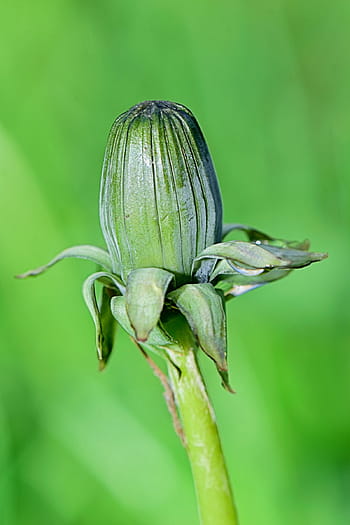 tallo, flor, macro, papel pintado, naturaleza, insecto, hoja, hojas verdes, otoño, hoja brillante, plantas