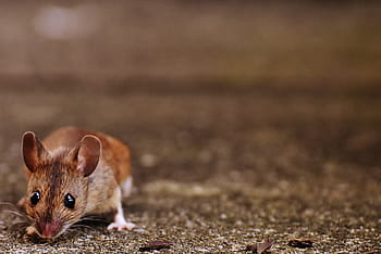 closeup, brown, mouse, rodent, cute, mammal, nager, nature, animal, wood mouse, apodemus sylvaticus