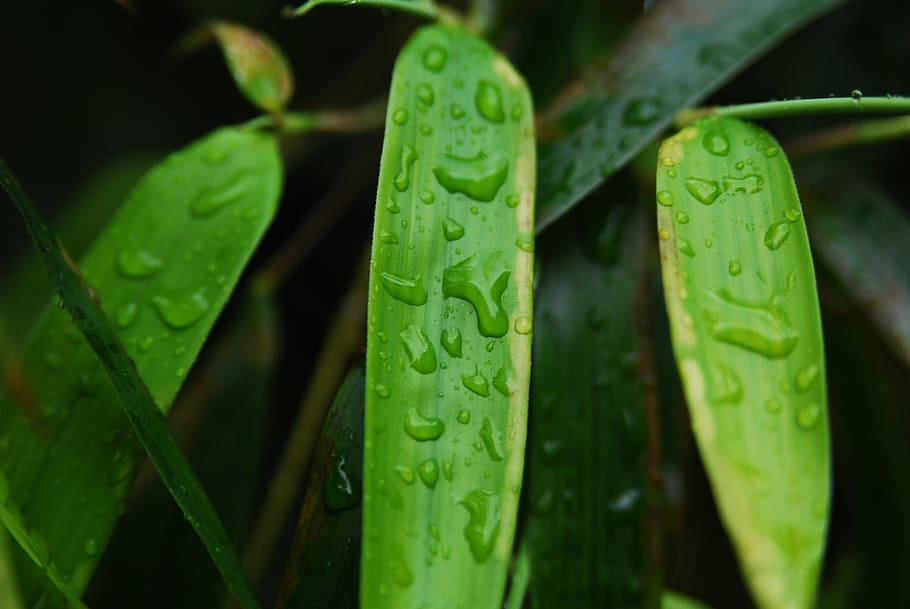 Bamboo, Leaf, Nature, Foliage, green, garden, tree, grass, pandas, branches, wild