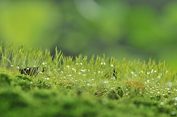 macro photography, green, grass, moody, nature, sky, tree, funny, landscape, gloomy, front