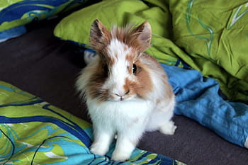 rabbit, lion's pet, fluffy rabbit, cute rabbit, pet rabbit, indoor rabbit, rabbit on bed, rabbit with green blanket, rabbit with blue blanket, rabbit with patterned blanket, rabbit with brown and white fur