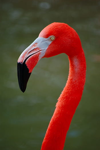 flamingo, pink, bird, animal, nature, flamingos, colorful, wildlife, exotic, zoo, feathers