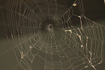 spider web, web spider, spider, web, trap, nature, cobweb, net, silhouette, black, insect